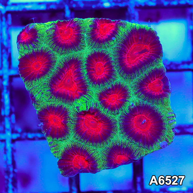 Item#A6527RW6527(S) WYSIWYG Aussie Ultra Watermelon Favia Frag