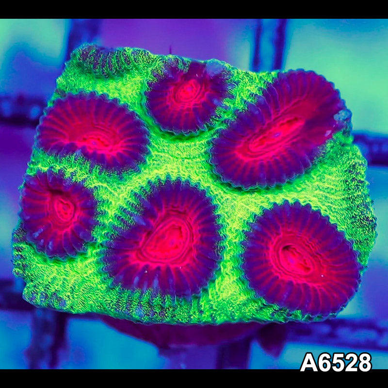 Item#A6528RW6528(S) WYSIWYG Aussie Ultra Watermelon Favia Frag
