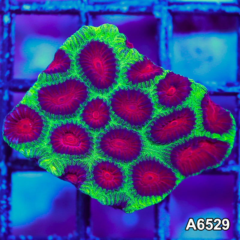 Item#A6529RW6529(S) WYSIWYG Aussie Ultra Watermelon Favia Frag