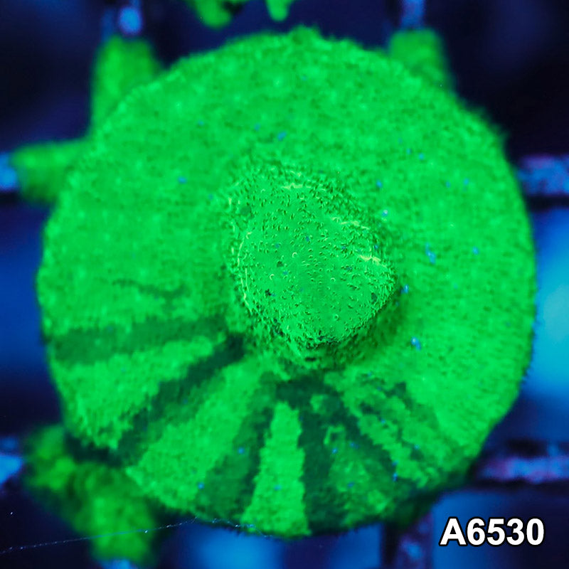 Item#A6530RW6530(S) WYSIWYG Ultra Grafted Psammacora Frag