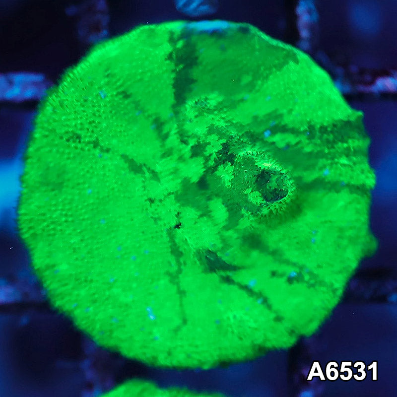 Item#A6531RW6531(S) WYSIWYG Ultra Grafted Psammacora Frag