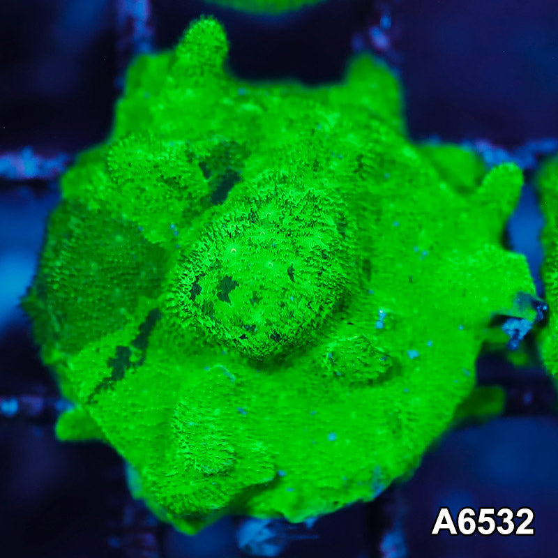 Item#A6532RW6532(S) WYSIWYG Ultra Grafted Psammacora Frag