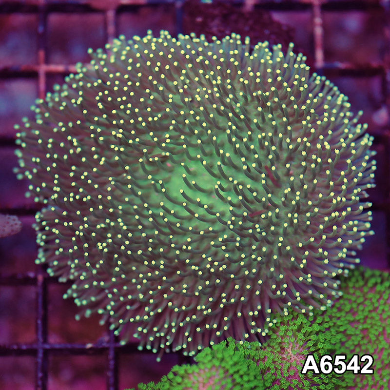 Item#A6542LW6542(M) WYSIWYG Vietnam Ultra Toadstool Leather Colony