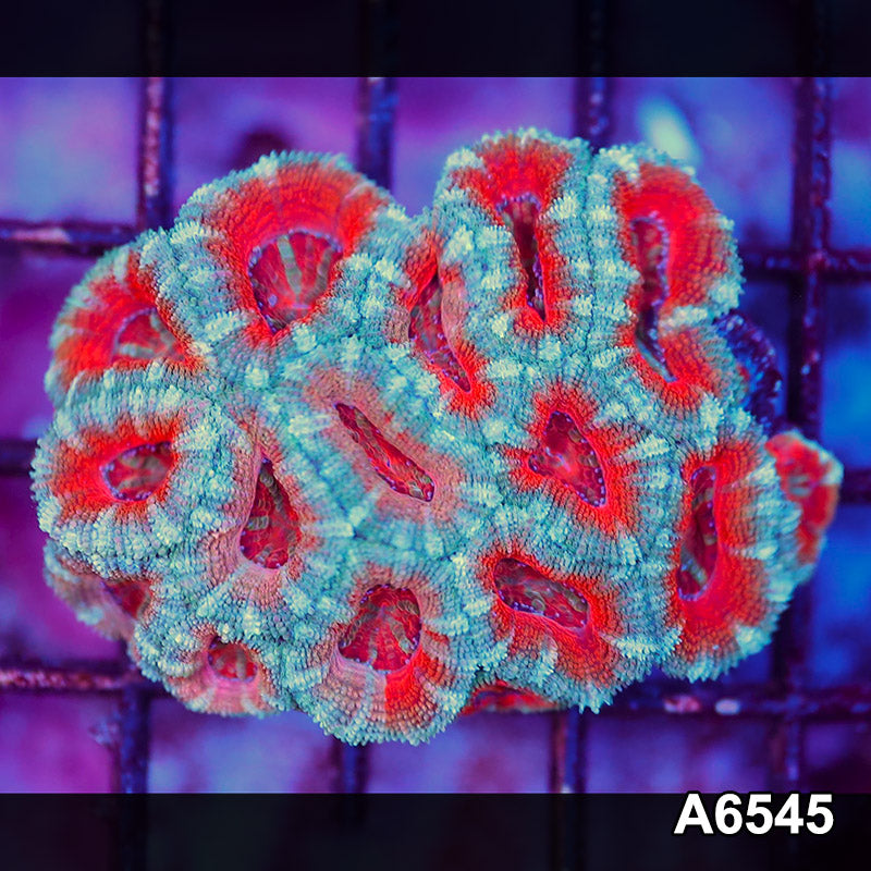Item#A6545LW6545(S) WYSIWYG Aussie Ultra Acan Lord Mini Colony