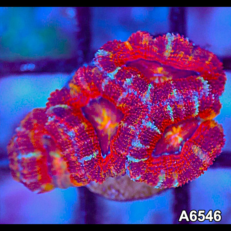 Item#A6546LW6546(S) WYSIWYG Aussie Ultra Unique Acan Lord Frag