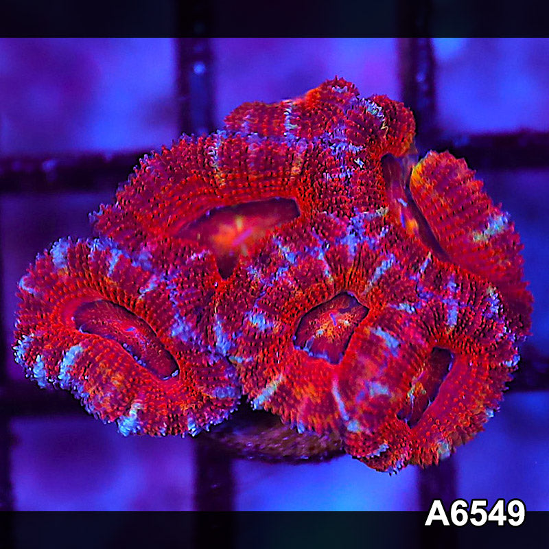 Item#A6549LW6549(S) WYSIWYG Aussie Ultra Unique Acan Lord Frag