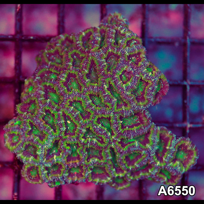 Item#A6550LW6550(M) WYSIWYG Aussie Ultra Acan Lord Colony