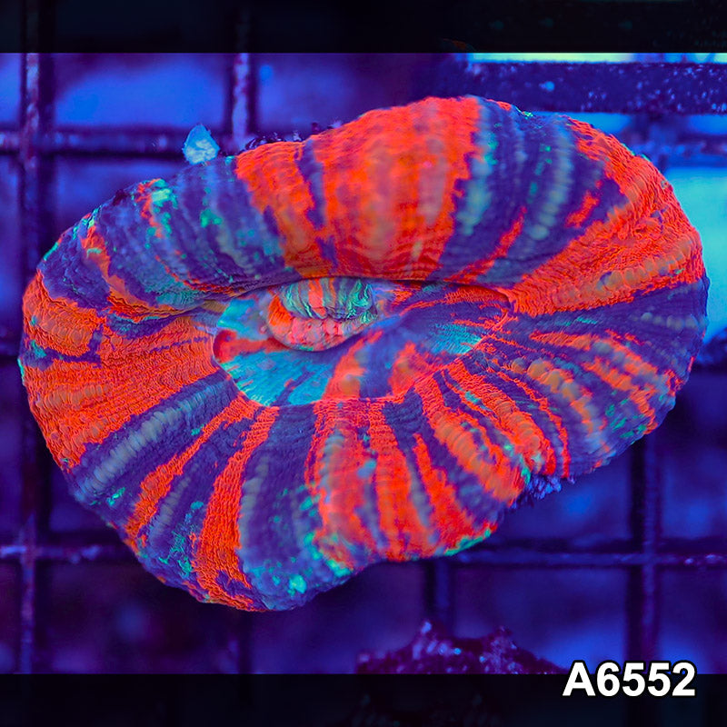 Item#A6552LW6552(S) WYSIWYG Aussie Ultra Unique War Paint Scolymia