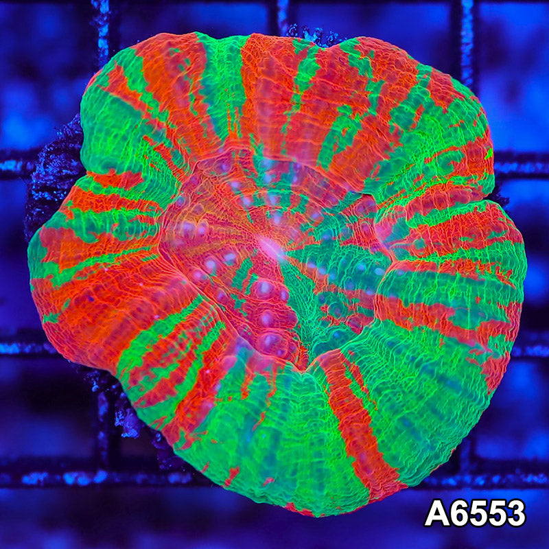 Item#A6553LW6553(S) WYSIWYG Aussie Ultra Unique Bleeding Apple Scolymia