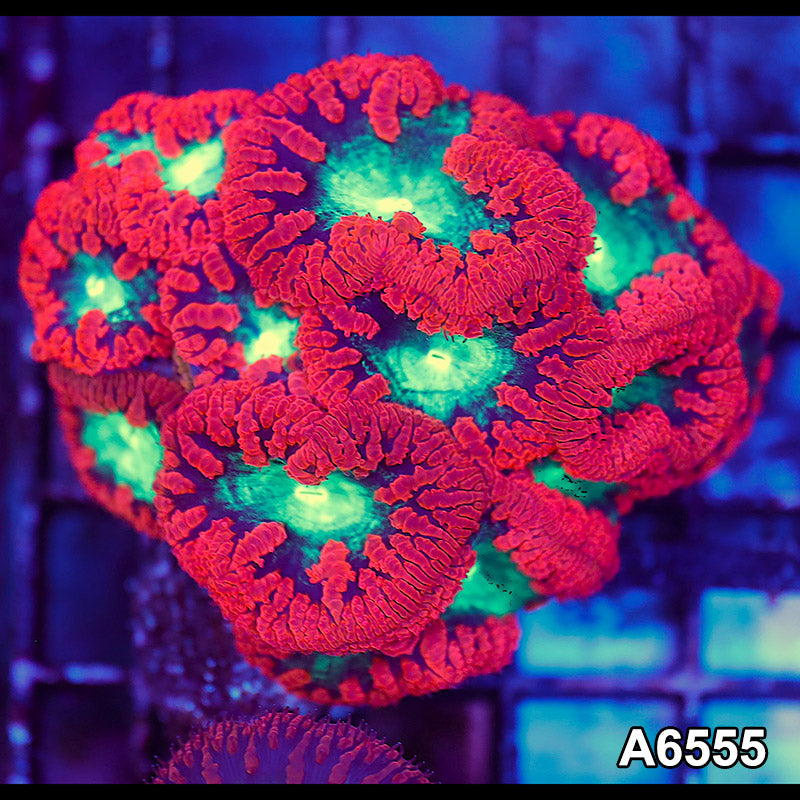 Item#A6555LW6555(S) WYSIWYG Aussie Ultra Red Blastomussa Mini Colony