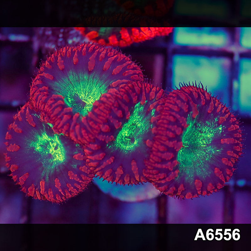 Item#A6556LW6556(S) WYSIWYG Aussie Red Blastomussa Frag