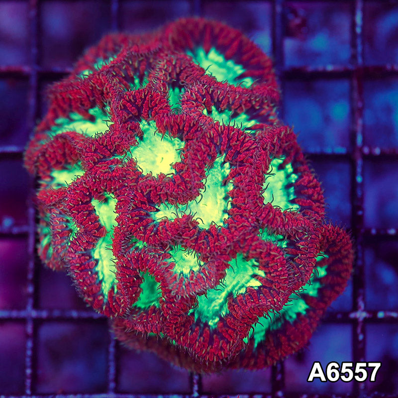 Item#A6557LW6557(S) WYSIWYG Aussie Ultra Red Blastomussa Mini Colony
