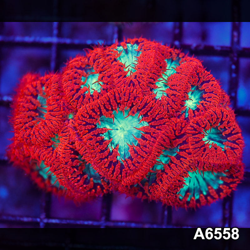Item#A6558LW6558(S) WYSIWYG Aussie Ultra Red Blastomussa Mini Colony