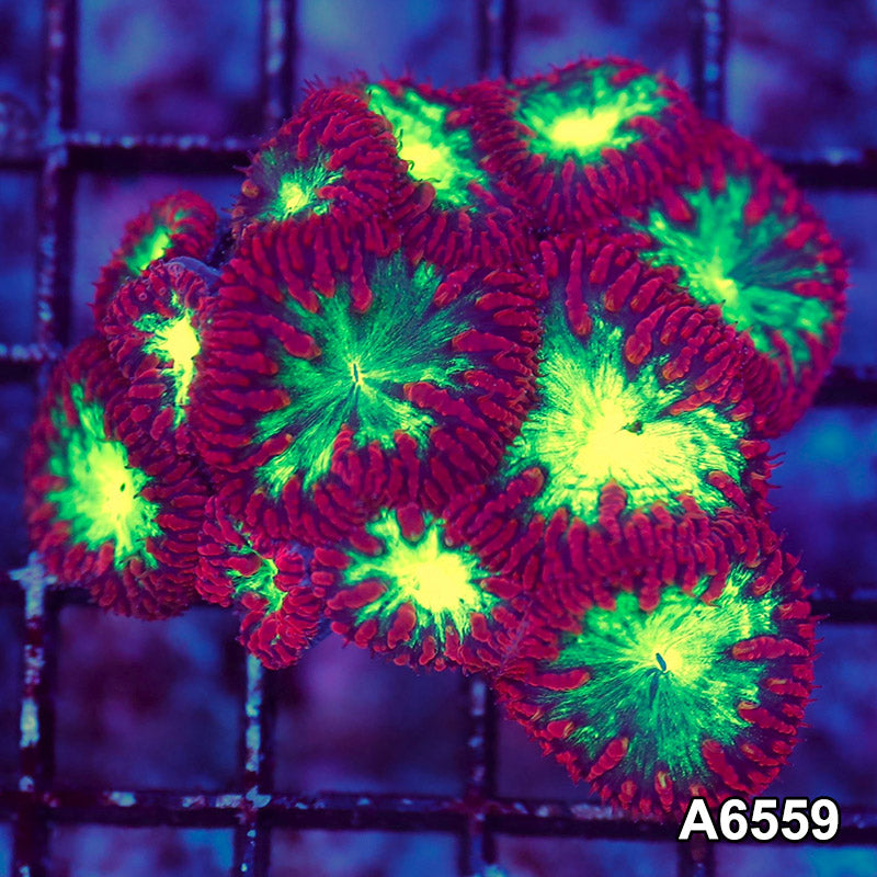 Item#A6559LW6559(S) WYSIWYG Aussie Ultra Red Blastomussa Mini Colony