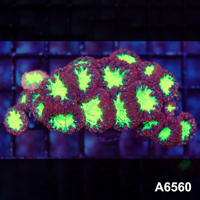 Item#A6560LW6560(S) WYSIWYG Aussie Ultra Red Blastomussa Mini Colony