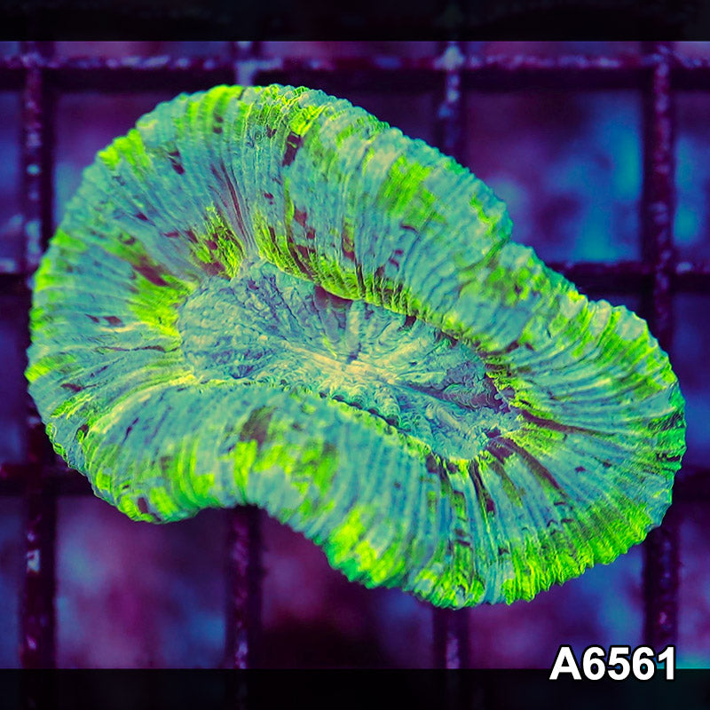 Item#A6561LW6561(S) WYSIWYG Aussie Ultra Unique Trachaphyllia