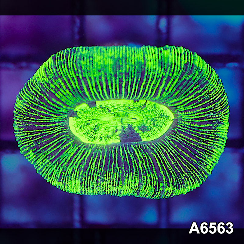 Item#A6563LW6563(S) WYSIWYG Aussie Ultra Neon Trachyphyllia