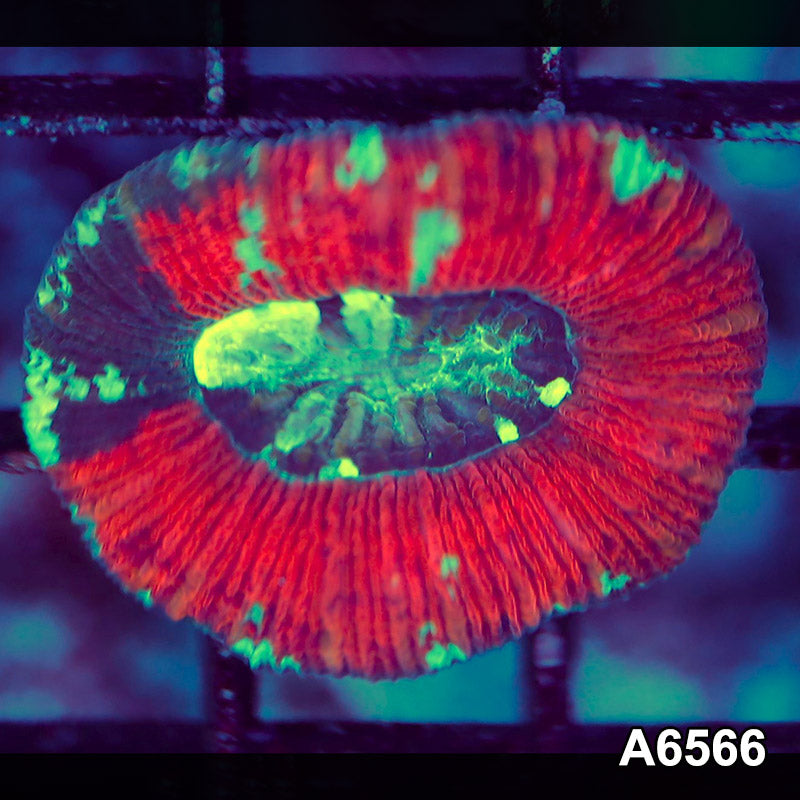 Item#A6566LW6566(S) WYSIWYG Aussie Ultra Trachyphyllia