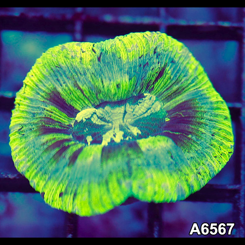 Item#A6567LW6567(S) WYSIWYG Aussie Ultra Trachyphyllia