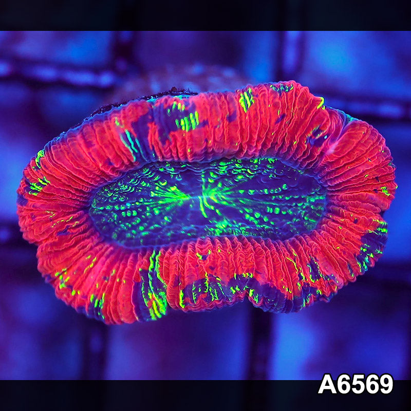Item#A6569LW6569(S) WYSIWYG Aussie Ultra Trachyphyllia