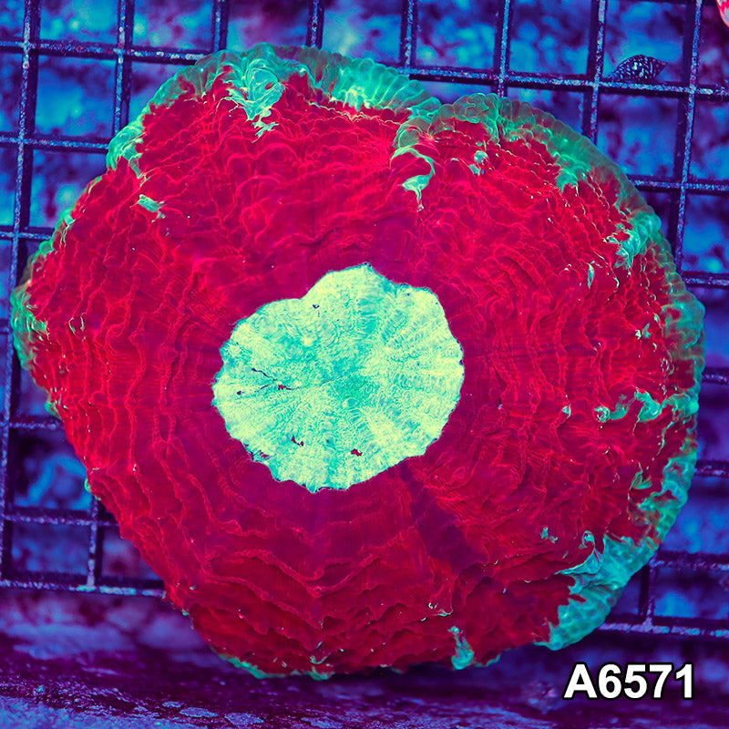 Item#A6571LW6571(M) WYSIWYG Aussie Ultra Unique Acanthophyllia
