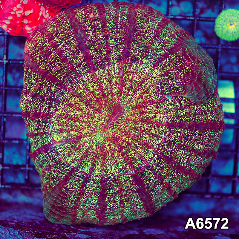 Item#A6572LW6572(L) WYSIWYG Aussie Ultra Unique Acanthophyllia