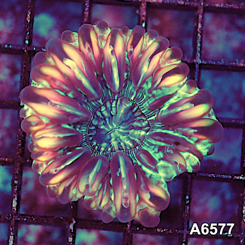 Item#A6577LW6577(M) WYSIWYG Aussie Ultra Unique Cynarina