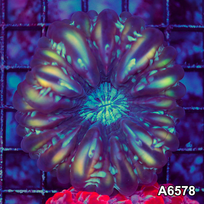 Item#A6578LW6578(M) WYSIWYG Aussie Ultra Unique Cynarina