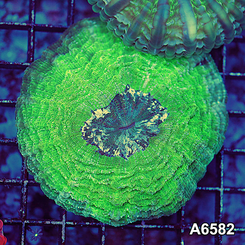Item#A6582LW6582(S) WYSIWYG Aussie Ultra Acanthophyllia