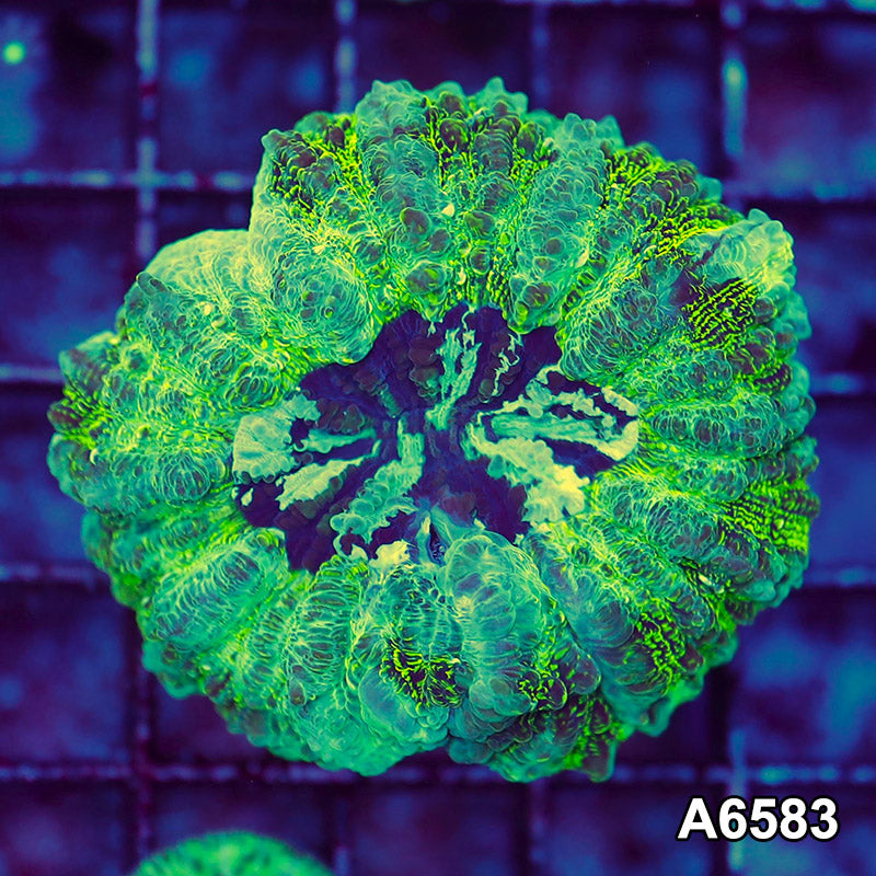 Item#A6583LW6583(S) WYSIWYG Aussie Ultra Acanthophyllia