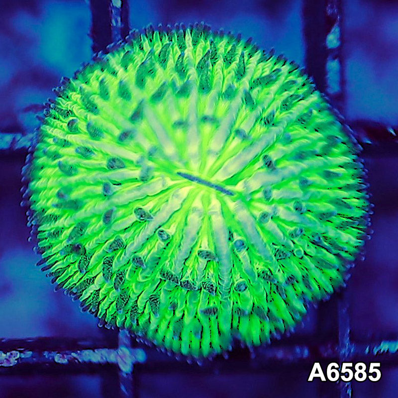 Item#A6585LW6585(XS) WYSIWYG Aussie Ultra Dome Fungia