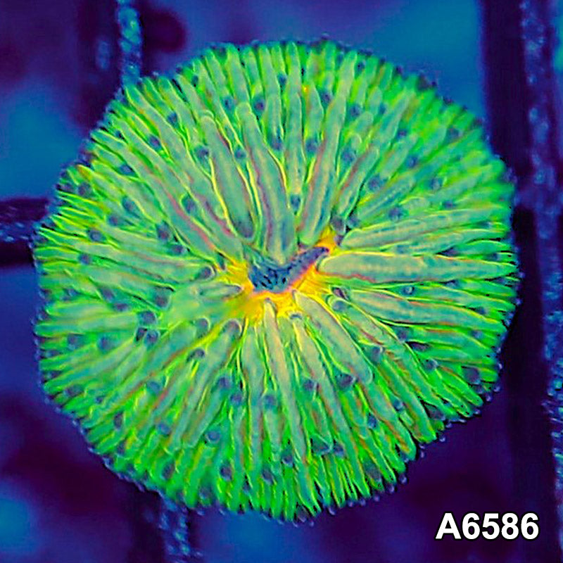 Item#A6586LW6586(XS) WYSIWYG Aussie Ultra Unique Dome Fungia