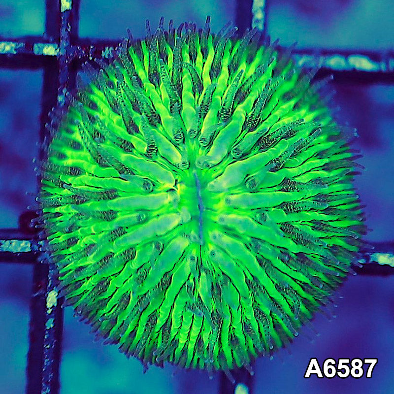 Item#A6587LW6587(XS) WYSIWYG Aussie Ultra Dome Fungia