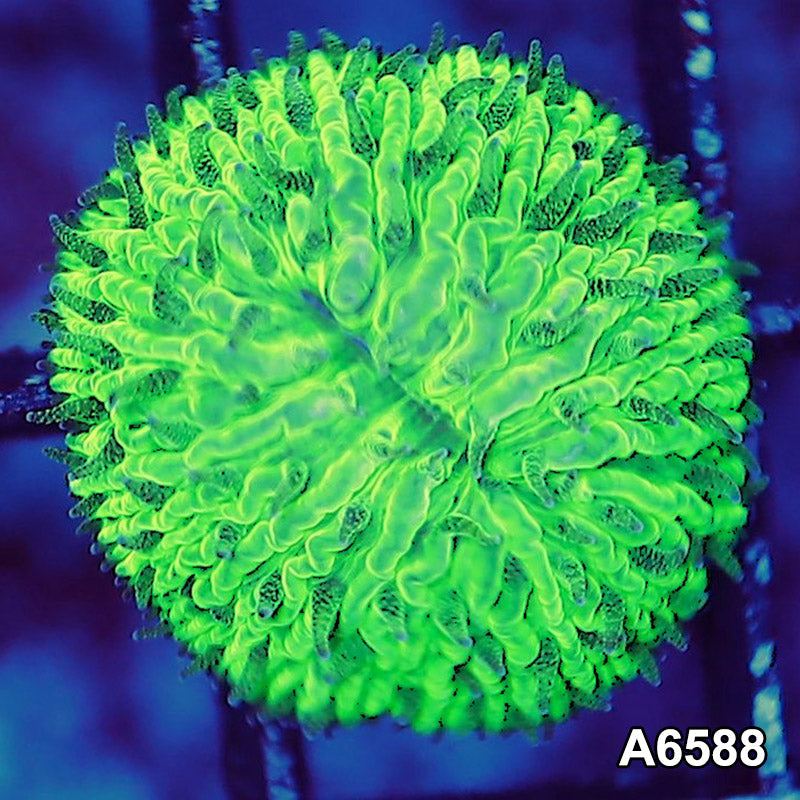 Item#A6588LW6588(XS) WYSIWYG Aussie Ultra Dome Fungia