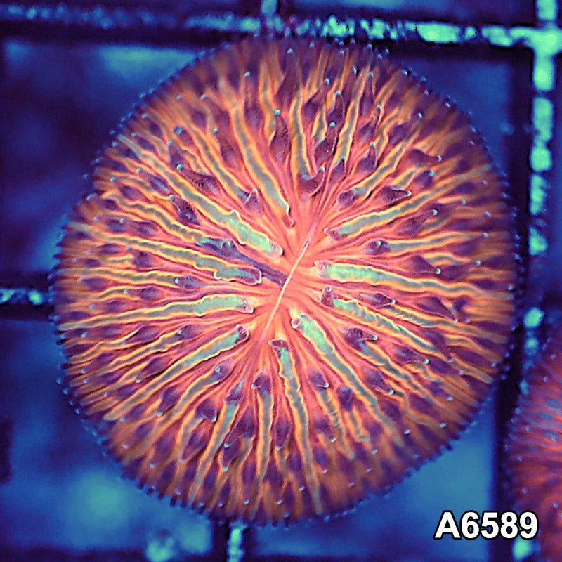 Item#A6589LW6589(XS) WYSIWYG Aussie Ultra Dome Fungia
