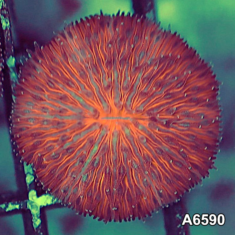 Item#A6590LW6590(XS) WYSIWYG Aussie Ultra Dome Fungia