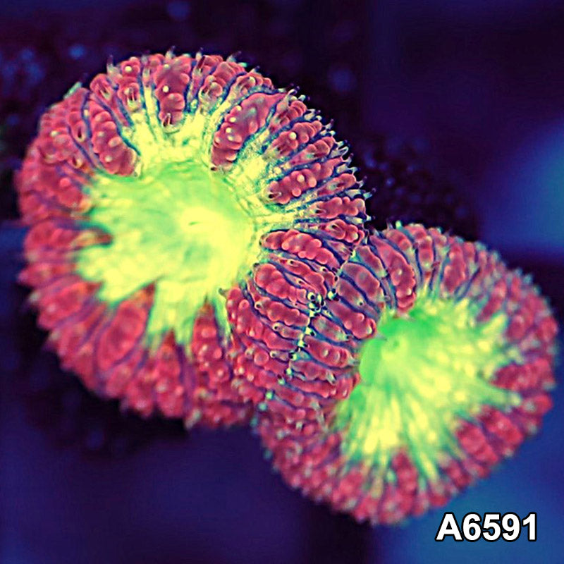 Item#A6591LW6591(S) WYSIWYG Aussie Ultra Blastomussa Frag