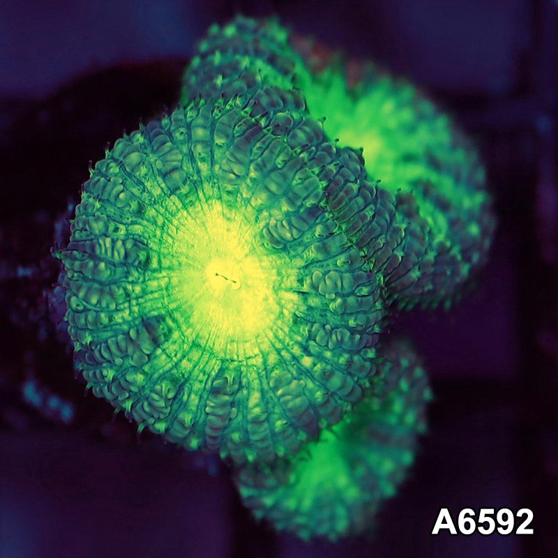 Item#A6592LW6592(S) WYSIWYG Aussie Ultra Blastomussa Frag