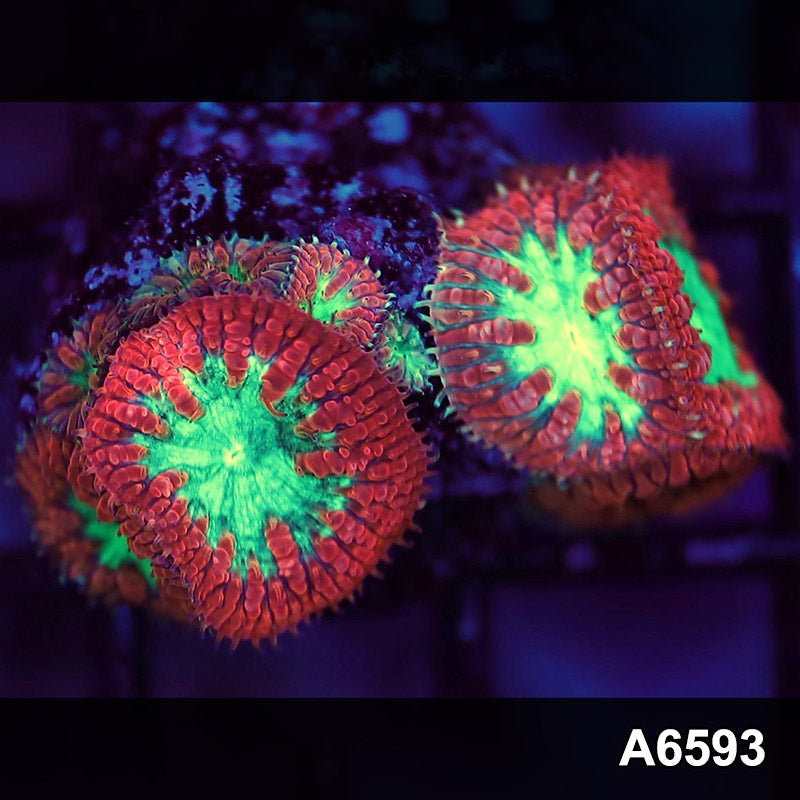 Item#A6593LW6593(S) WYSIWYG Aussie Ultra Blastomussa Frag