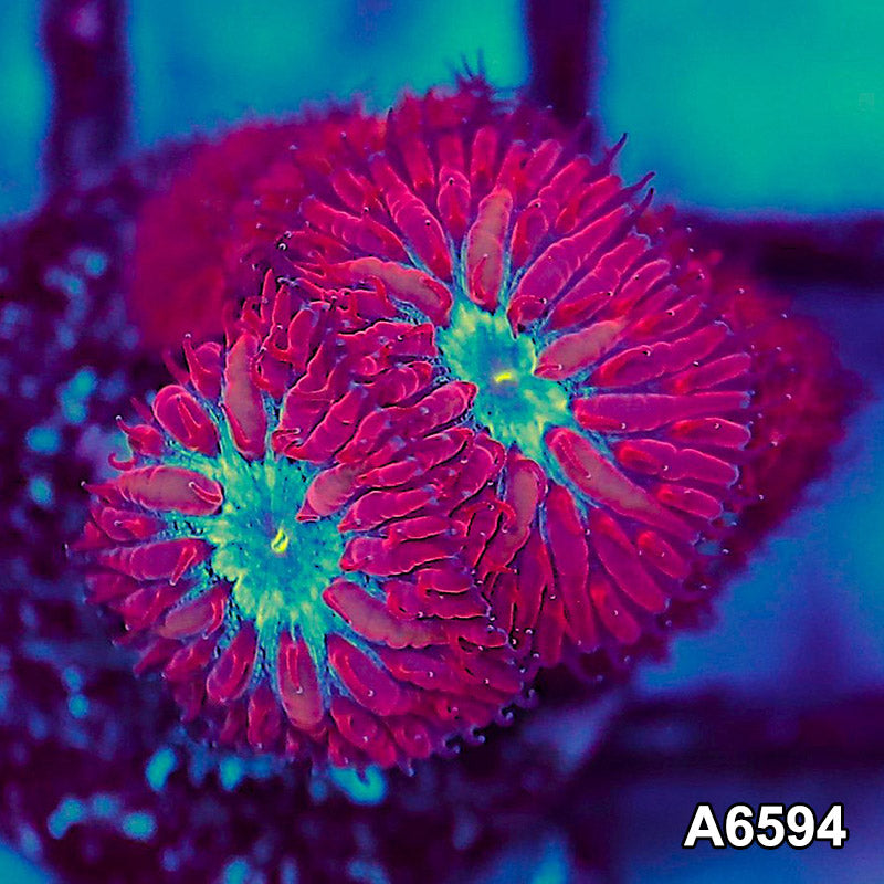 Item#A6594LW6594(S) WYSIWYG Blue Raven Merletti Frag