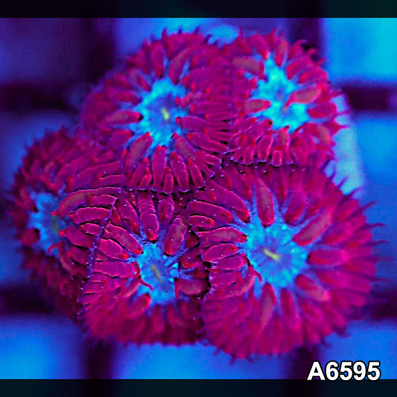 Item#A6595LW6595(S) Hand Selected Blue Raven Merletti Frag 05