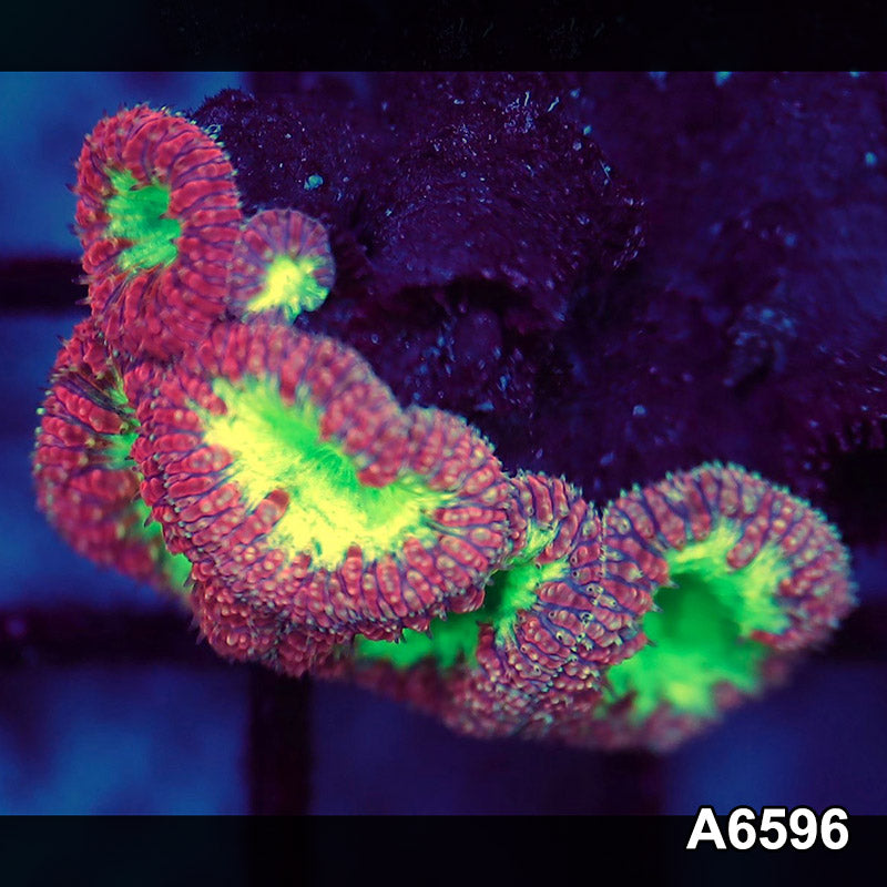 Item#A6596LW6596(S) WYSIWYG Aussie Ultra Blastomussa Frag