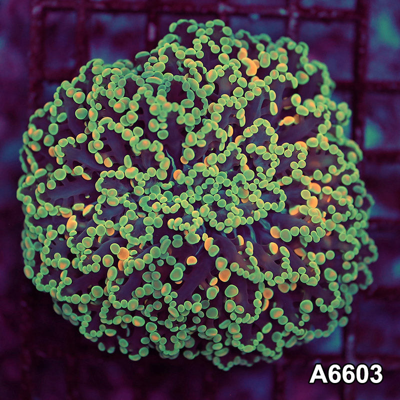 Item#A6603LW66(M) WYSIWYG Aussie Ultra Kingspawn Colony