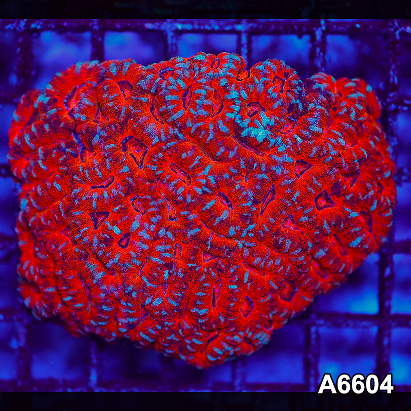 Item#A6604LW6604(L) WYSIWYG Aussie Ultra Acan Lord Colony
