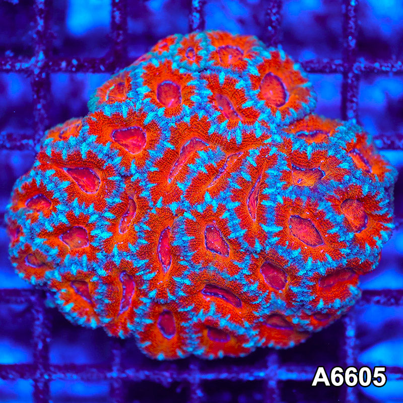 Item#A6605LW6605(M) WYSIWYG Aussie Ultra Acan Lord Mini Colony