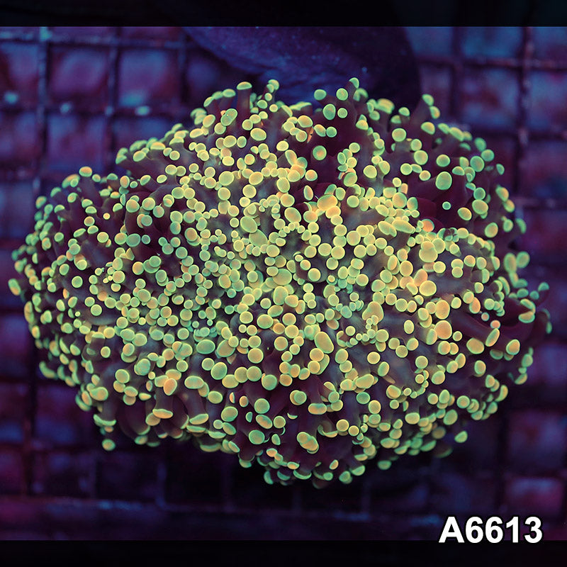 Item#A6613LW6613(L) WYSIWYG Aussie Ultra Kingspawn Colony