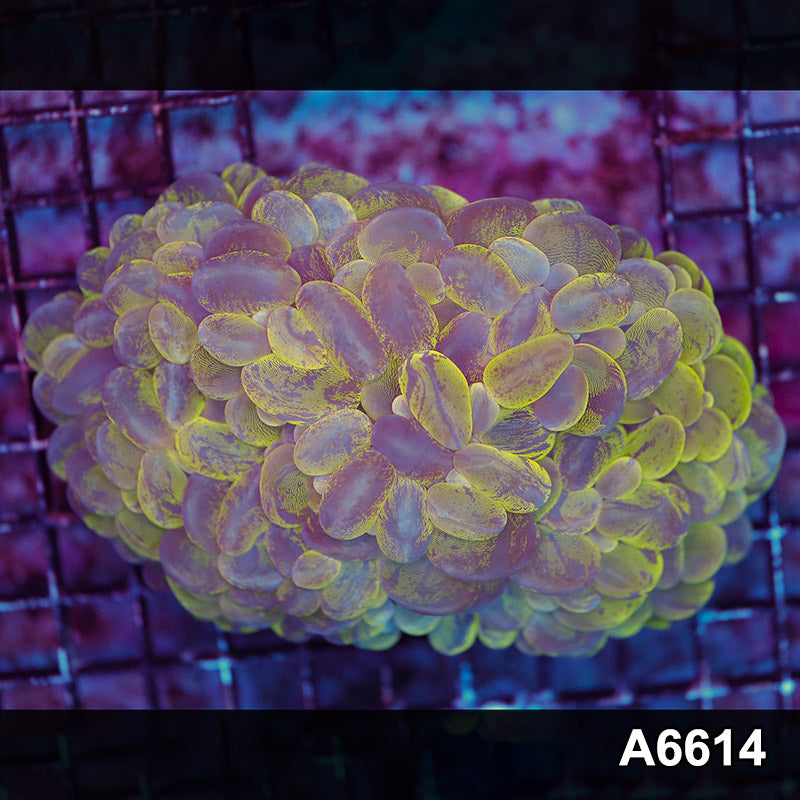 Item#A6614LW6614(L) WYSIWYG Indo Ultra Unique Cat Eye Bubble Coral