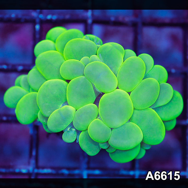 Item#A6615LW6615(S) WYSIWYG Indo Ultra Neon Bubble Coral