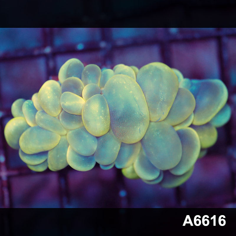 Item#A6616LW6616(S) WYSIWYG Indo Ultra Unique Bubble Coral