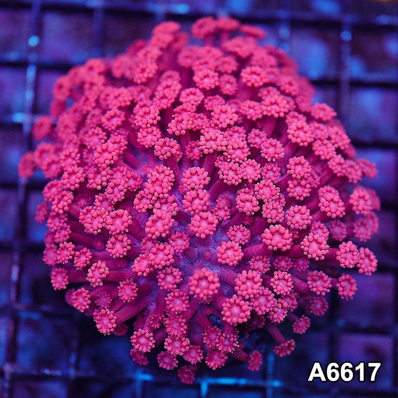 Item#A6617LW6617(S) WYSIWYG Aussie Ultra Goniopora Colony